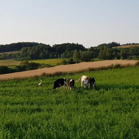 Dom wakacyjny Dom Letniskowy Orchidea